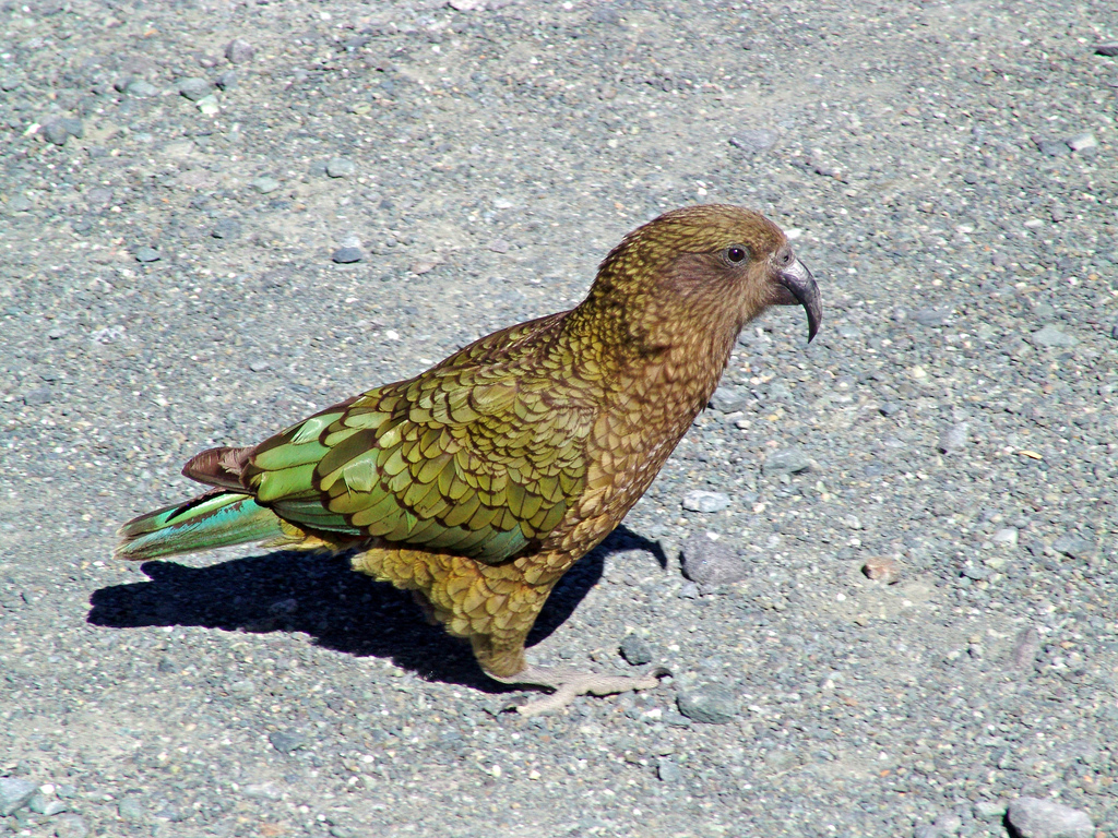 Kea_(Nestor_notabilis)_-on_ground-8