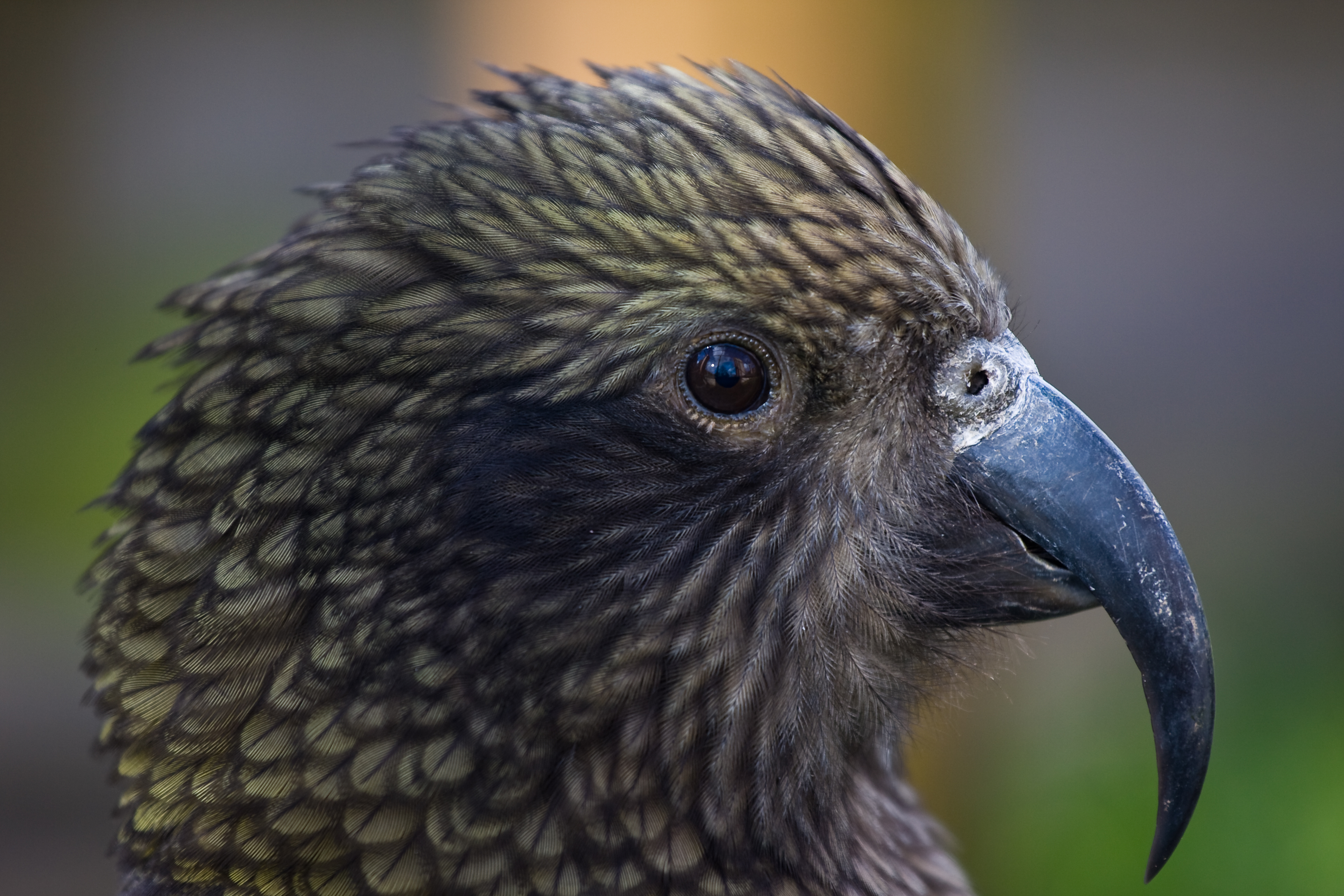 Kea_(Nestor_notabilis)_-head_-Twycross_Zoo-8