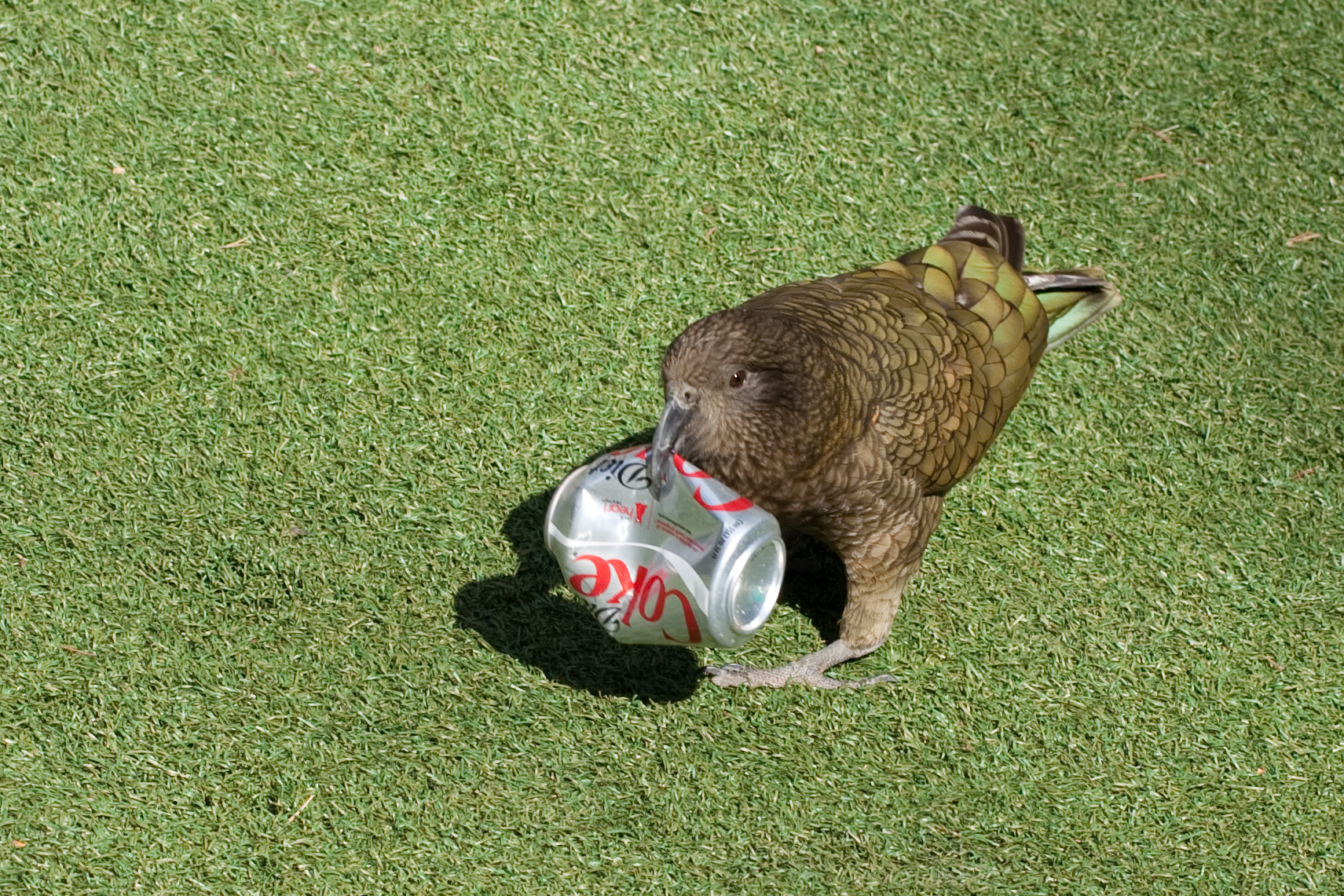 Nestor_notabilis_-San_Diego_Zoo,_USA_-picking_up_empty_can-8a