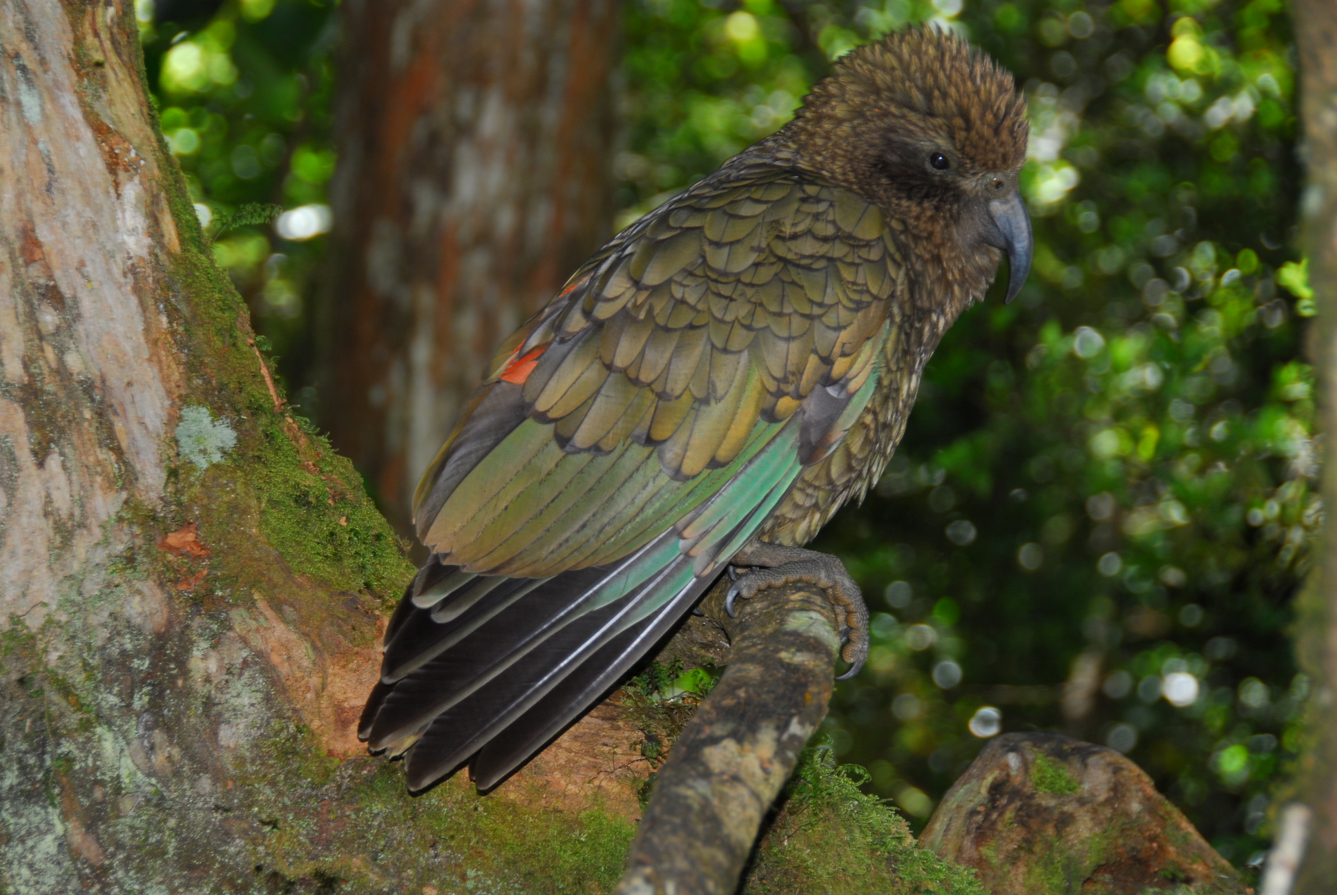 Kea_(Nestor_notabilis)_-side_-NZ-8a